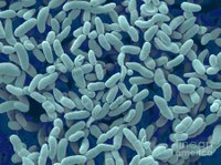 Acetobacter