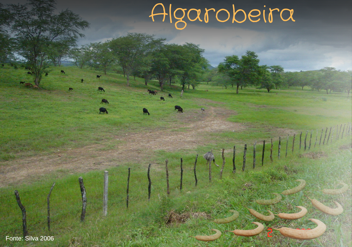Campos de algarobais próximo ao município de região de Riachão do Bacamarte na Paraíba.