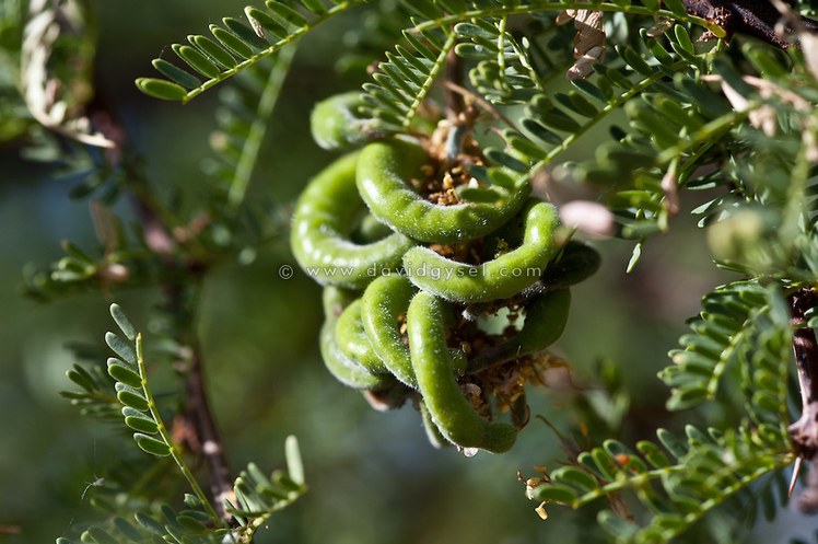 P. tamarugo