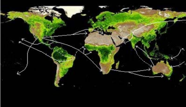 Expansão da algarobeira pelo o mundo