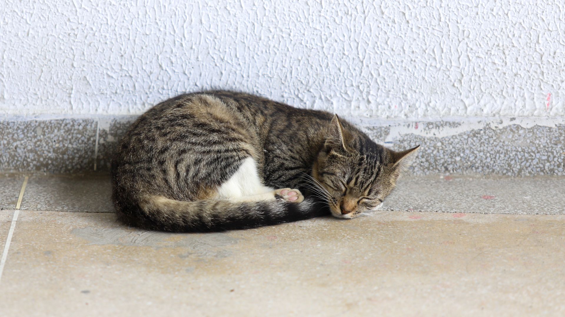 Hospital Veterinário da UFPB oferece atendimento exclusivo para gatos