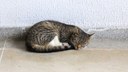 Hospital Veterinário da UFPB oferece atendimento exclusivo para gatos