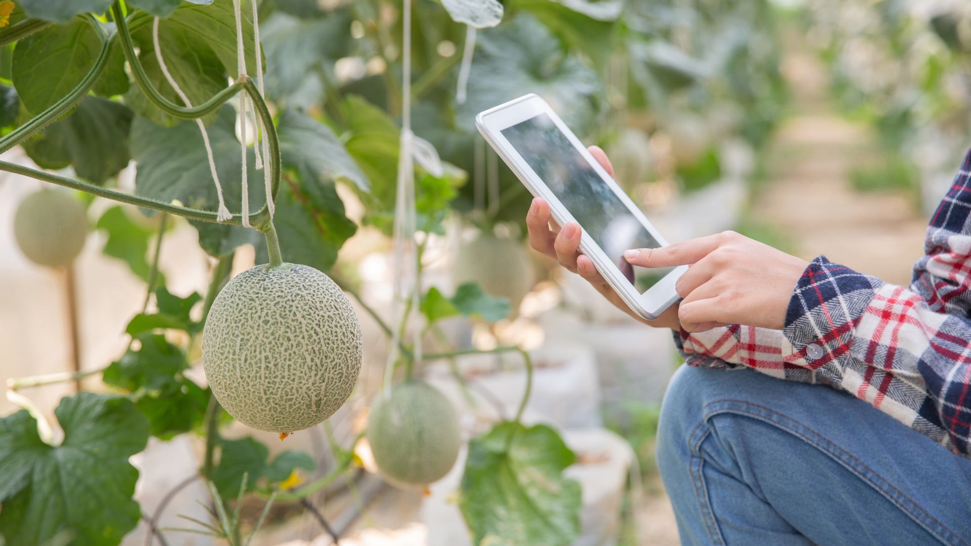 Inscrições para Mestrado em Tecnologia Agroalimentar da UFPB começam na segunda (30)